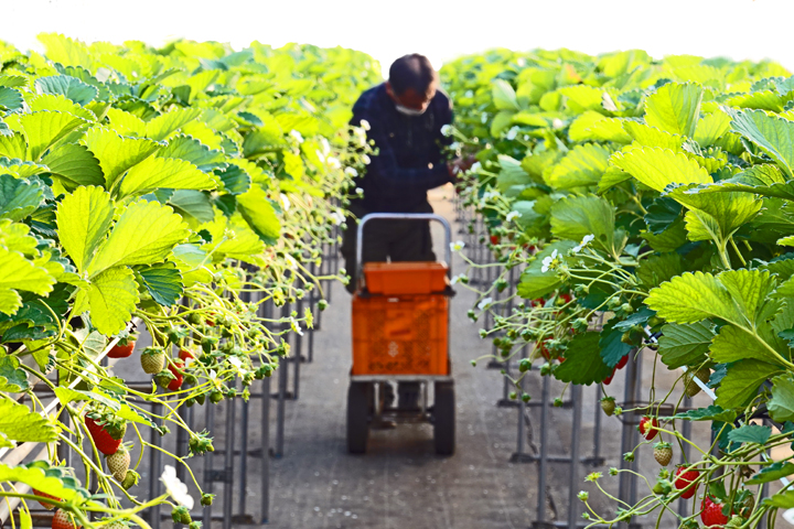 いちご摘み