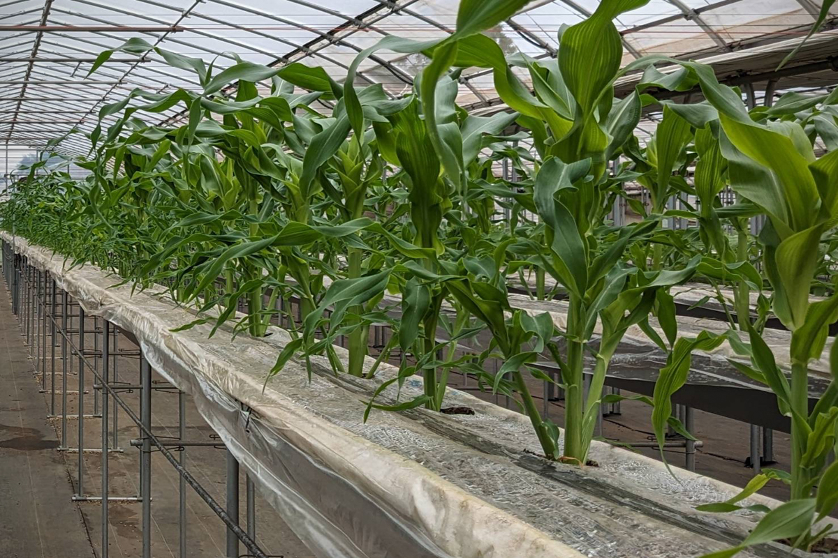 とうもろこし01