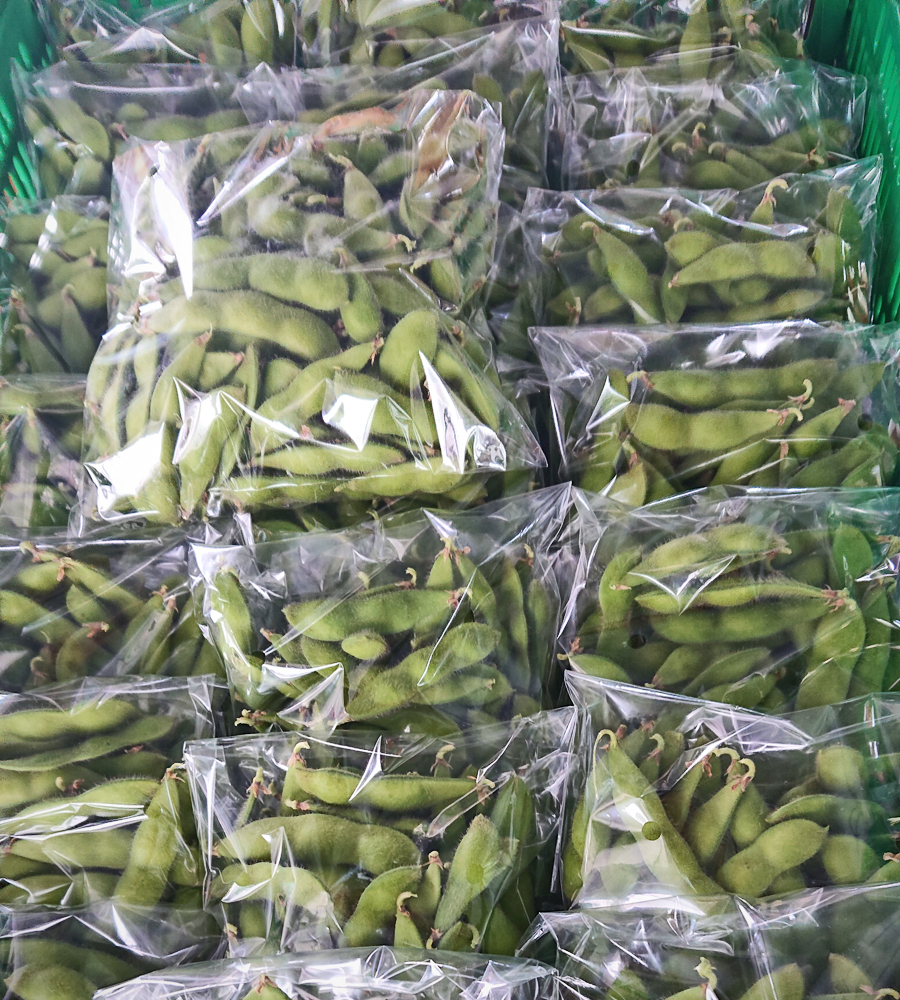枝豆出荷01