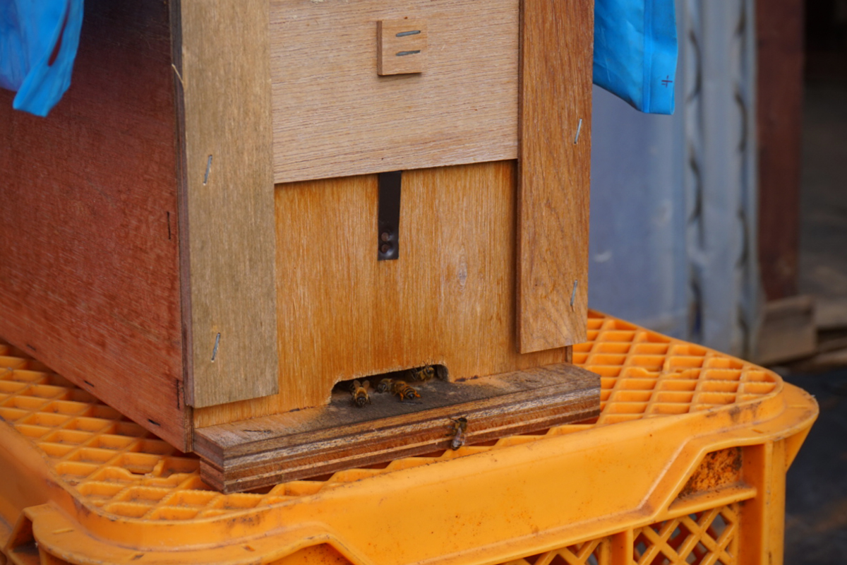 ミツバチ巣箱03