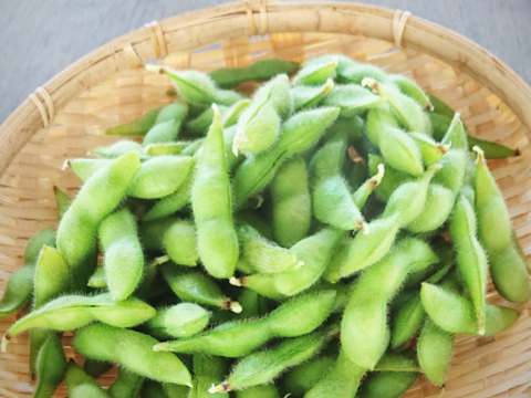 枝豆480