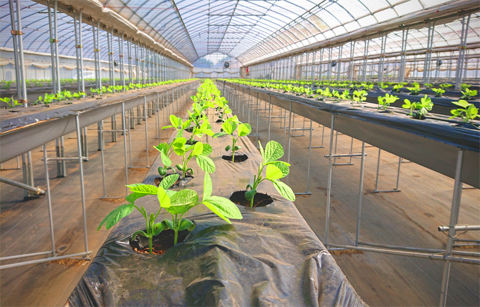 収穫時期w658*440