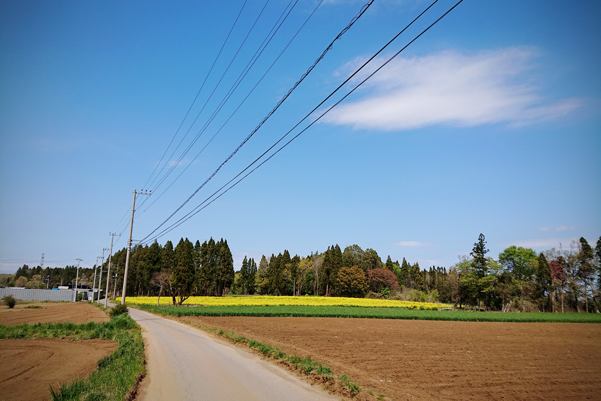 菜の花の道