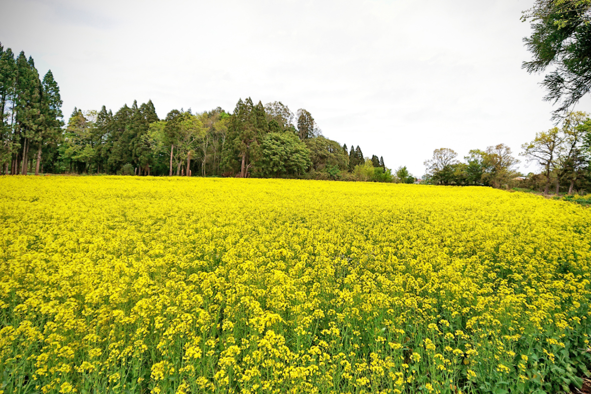 菜の花畑