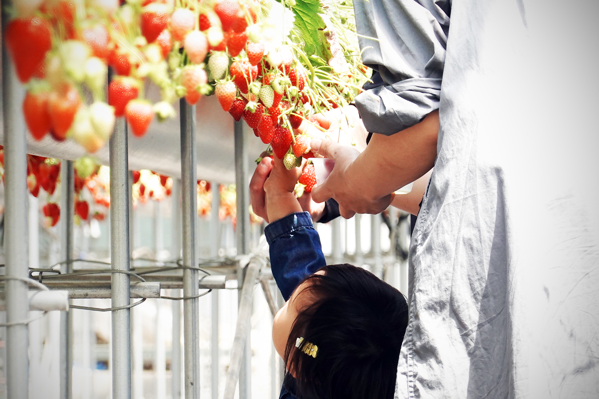 いちご狩り01